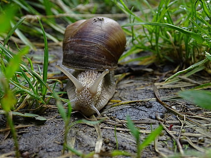 červ, ulita, makro, Příroda, pomalu, tráva, Ulita šneka, zvířat, měkkýš, plži, zvíře, bezobratlý, detail, hlemýžď, jednoho zvířete, rostlina, zvířata ve volné přírodě, shell, den, zvířecí shell, selektivní zaměření, nikdo, přistát, pole, venku, plazení, 5K, CC0, veřejná doména, bez autorských práv