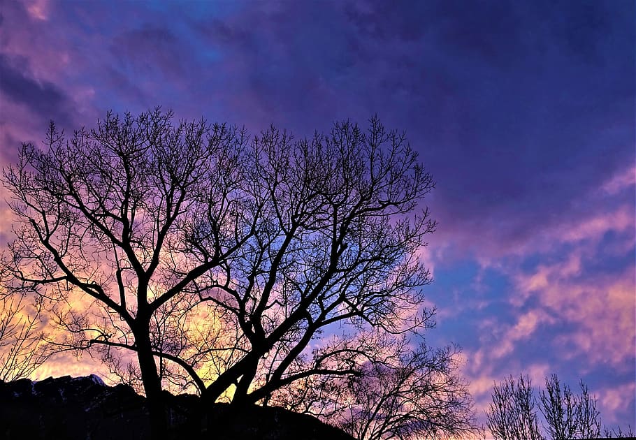 arbre de silueta, ennuvolat, cel, arbre, paisatge, naturalesa, alba, branca, al matí, crepuscle, sortida del sol, planta, fred, fusta, núvols, porpra, blau, violeta, groc, tribu, núvol - cel, silueta, bellesa a la natura, posta de sol, vespre, cap gent, vista d’angle baix, escenics - natura, arbre nu, color rosa, a l'aire lliure, tranquil·litat, creixement, 4K