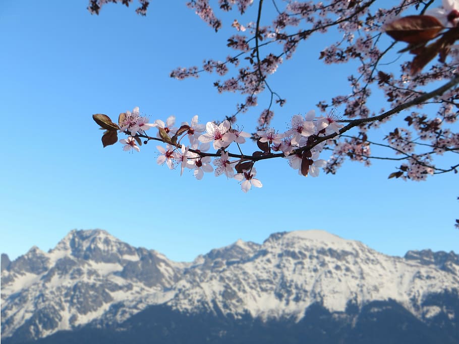 primavera, flors, rosa, muntanya, cirera, naturalesa, jardí, arbre, floració, flors morades, fullatge, violeta, blanc, pètals, cel blau, paisatge, Japó, viatjar, bellesa a la natura, planta, flor, cel, planta amb flors, branca, escenics - natura, creixement, frescor, fragilitat, dia, tranquil·litat, cap gent, vulnerabilitat, vista d’angle baix, Serra, flor de cirerer, a l'aire lliure, cirerer, muntanya nevada, 4K