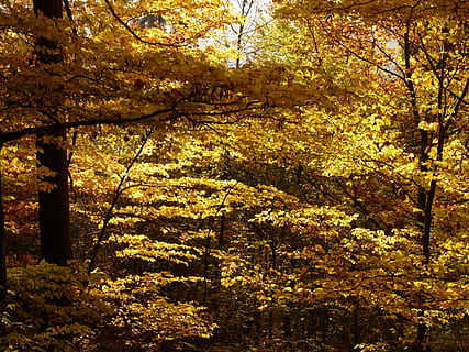 buk, fagus sylvatica, fagus, las, złota jesień, złoty październik, jesień, październik, odchodzi, złoty, jasny, słońce, podświetlenie, kolorowy, kolor, drzewo, Oddział, jesienny las, spadek liści, roślina, piękno natury, Natura, wzrost, zmiana, wylądować, żadnych ludzi, dzień, spokój, na dworze, spokojna scena, scena pozamiejska, żółty, niski kąt widzenia, scenics - natura, światło słoneczne, Korona drzewa, stan naturalny, 2K, CC0, domena publiczna, darmowe zdjęcia
