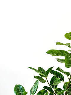 green leafed plant, green, leafed, plant, white, background, leaf, stem, vein, tree, sapling, minimal, studio, wallpaper, leafe, library, foreground, ground, back, desk, hd, iphone, plant part, green color, copy space, studio shot, white background, growth, nature, close-up, no people, indoors, beauty in nature, sky, clear sky, freshness, leaves, day, cut out, 2K, CC0, public domain, royalty free