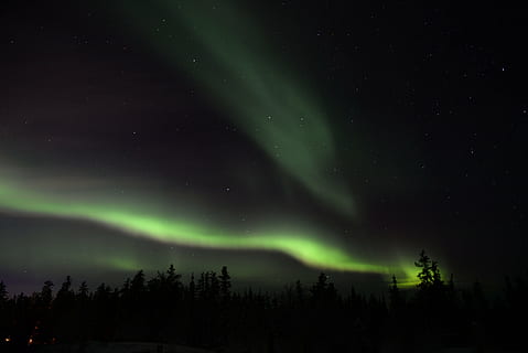 silhouette, trees, aurora borealis, night time, green, sky, aurora, night, plant, nature, light, aurora polaris, beauty in nature, scenics, star - space, dramatic sky, green color, tranquility, tranquil scene, space, astronomy, scenics - nature, idyllic, no people, natural phenomenon, environment, majestic, tree, winter, power in nature, luminosity, 5K, CC0, public domain, royalty free