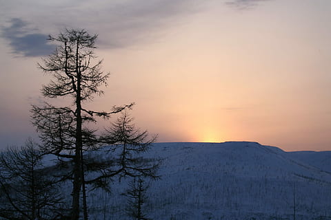 Sunset, Mountains, Larch, Winter, sunset, mountains, evening, landscape, nature, tree, silence, pine tree, forest, beauty in nature, plant, scenics - nature, sky, tranquil scene, tranquility, cloud - sky, mountain, silhouette, environment, no people, cold temperature, non-urban scene, land, outdoors, coniferous tree, snowcapped mountain, 1080P, CC0, public domain, royalty free