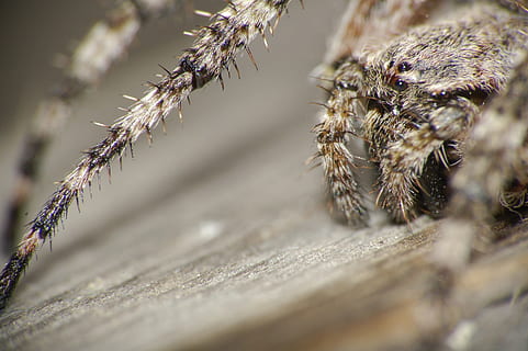 macro, ragno, artropodo, insetto, pókszemek, capelli, aracnide, natura, animale, avvicinamento, ragnatela, spaventoso, carnivoro, Marrone, gamba animale, messa a fuoco selettiva, nessuno, un animale, temi animali, animali allo stato selvatico, invertebrato, fauna selvatica, giorno, zoologia, legno - materiale, all'aperto, ragno saltatore, 2K, CC0, dominio pubblico, privo di copyright