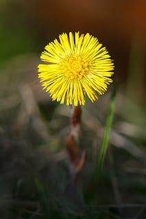 følfod, blomst, forår, natur, gul, mælkebøtte, plante, sommer, tæt på, udendørs, blomstrende plante, skrøbelighed, sårbarhed, friskhed, vækst, skønhed i naturen, blomsterhoved, kronblad, blomsterstand, ingen mennesker, selektiv fokusering, pollen, fokus på forgrunden, Mark, 4K, CC0, offentligt domæne, royaltyfrie