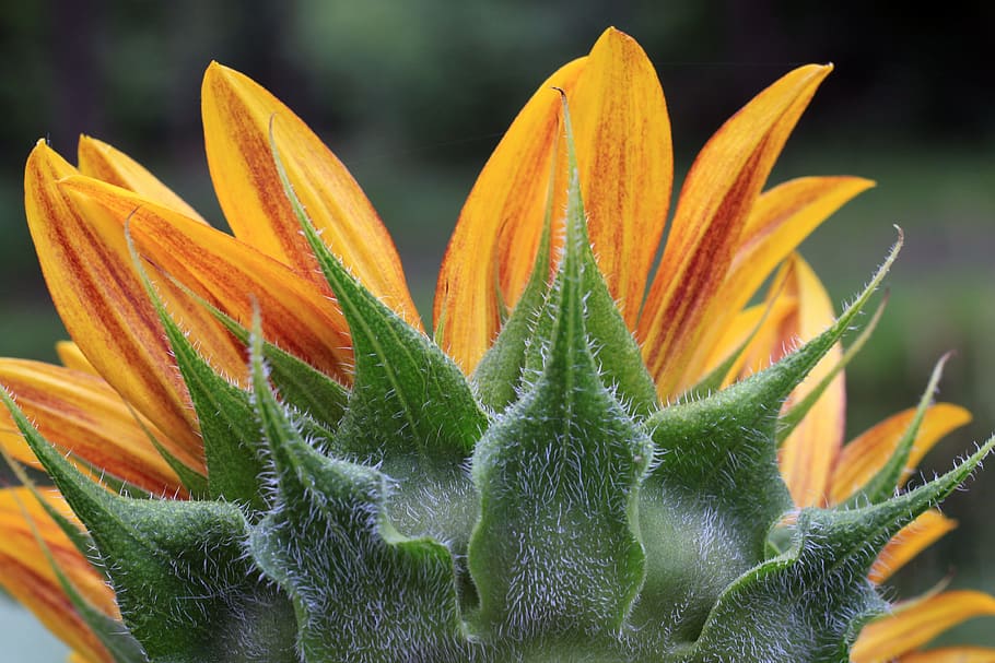 girasole, petali, capo, indietro, didietro, verde, giallo, copia spazio, primavera, estate, lato, pianta, fiore, pianta fiorita, crescita, bellezza nella natura, freschezza, avvicinamento, petalo, natura, testa di fiore, botanica, colore verde, colore arancione, infiorescenza, nessuno, colore vibrante, all'aperto, foglia, giorno, giardino ornamentale, letto di fiori, 4K