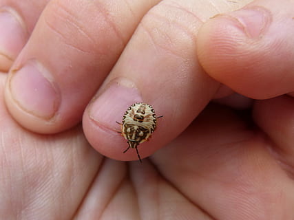 error, dit, detall, petit, mà humana, part del cos humà, mà, fauna animal, una persona, primer pla, animals a la natura, dit humà, un animal, celebració, part del cos, invertebrat, insecte, dia, crustaci, naturalesa, marí, cura, 2K, CC0, domini públic, lliure de regalies