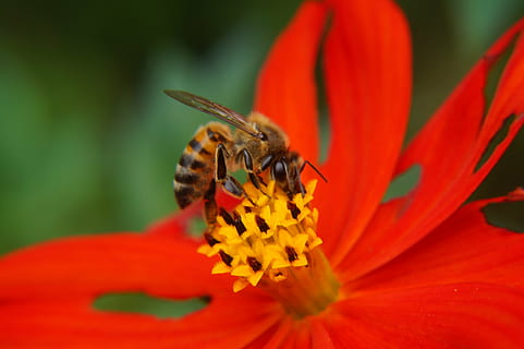 ape, impollinazione, polline, petali, stami, giardino, botanica, natura, fiori, magnolie, fiore, pianta fiorita, petalo, bellezza nella natura, fragilità, freschezza, vulnerabilità, testa di fiore, un animale, animali allo stato selvatico, fauna selvatica, temi animali, insetto, avvicinamento, pianta, animale, invertebrato, infiorescenza, crescita, nessuno, ala animale, farfalla - insetto, 5K, CC0, dominio pubblico, privo di copyright