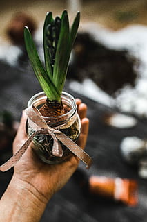 making, little, ornamental, seedling, small, jar, Woman, plant, decoration, ornament, planting, crafting, adornment, nature, human Hand, leaf, close-up, growth, freshness, human body part, holding, one person, focus on foreground, hand, personal perspective, finger, human finger, body part, real people, unrecognizable person, day, lifestyles, outdoors, high angle view, human limb, 4K