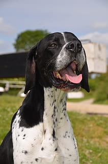 puntatore inglese, cani da sparo, pointer, cane, Inglese, razza, pedigree, capo, nero, pistola, a caccia, canino, domestico, bianca, gundog, animale, animale domestico, un animale, animali domestici, mammifero, temi animali, vertebrato, concentrarsi sulle conoscenze acquisite, guardando lontano, analizzare, cercare, guardare, nessuno, giorno, avvicinamento, terra, natura, campo, colore nero, all'aperto, testa di animale, 4K, CC0, dominio pubblico, privo di copyright