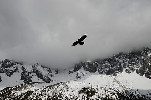 fugl, flyvende, bjerge, sort, ørn, highland, svæve, sne, bjerg, Sky, vinge, flyve, flyvningen, dyr, pattedyr, tåge, vinter, antenne, kold temperatur, natur, himmel, skønhed i naturen, scenics - natur, Midt i luften, dag, træ, sky - himmel, miljø, vintersport, snedækket bjerg, ikke-urbane scene, sport, plante, 4K, CC0, offentligt domæne, royaltyfrie