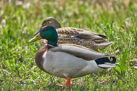 ankkoja, pari, lintu, Ankka, eläinten maailma, luonto, eläinten teemoja, eläin, eläinten villieläimet, eläimiä, selkärankainen, siipikarja, sinisorsa, ruoho, vesilintu, mieseläin, ei ihmisiä, keskittyä etualalle, ryhmä eläimiä, päivä, kasvi, naaraseläin, ulkona, nokka, makean veden lintu, 5K, CC0, public domain, rojaltivapaa