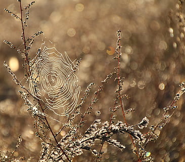 hvid spiderweb, spindelvæv, dug, fugtig, dugdråbe, tæt, netværk, natur, plante, ingen mennesker, udendørs, tæt på, baggrunde, fokus på forgrunden, dag, skrøbelighed, skønhed i naturen, sårbarhed, edderkoppespind, vand, våd, selektiv fokusering, vækst, ro, dråbe, sollys, mønster, kompleksitet, koncentriske, 4K, CC0, offentligt domæne, royaltyfrie
