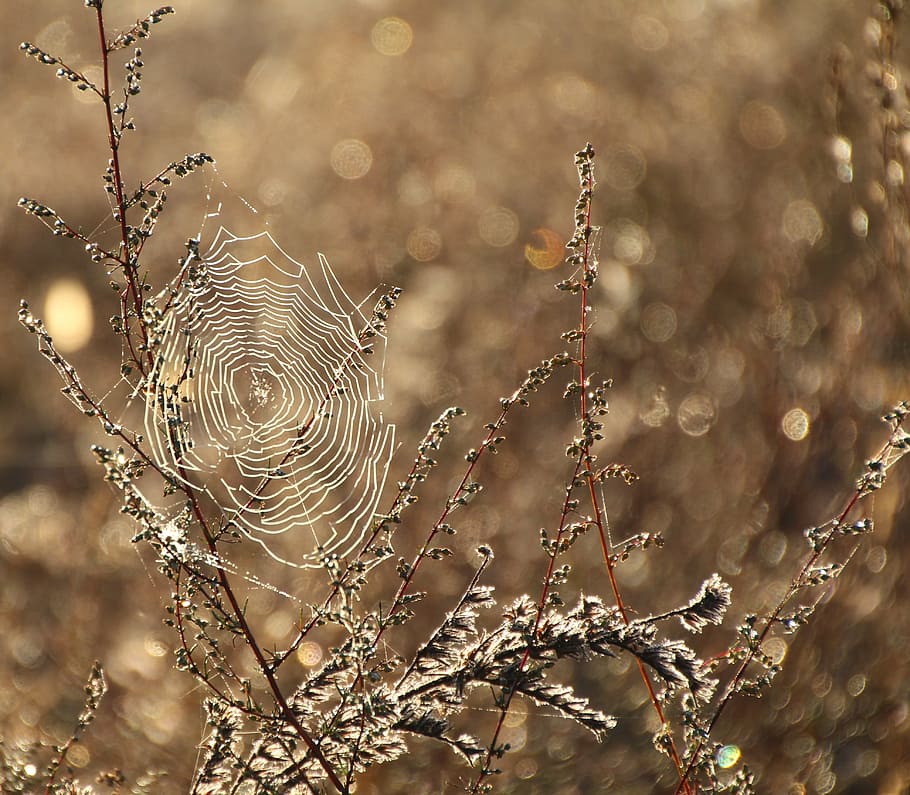 hvid spiderweb, spindelvæv, dug, fugtig, dugdråbe, tæt, netværk, natur, plante, ingen mennesker, udendørs, tæt på, baggrunde, fokus på forgrunden, dag, skrøbelighed, skønhed i naturen, sårbarhed, edderkoppespind, vand, våd, selektiv fokusering, vækst, ro, dråbe, sollys, mønster, kompleksitet, koncentriske, 4K