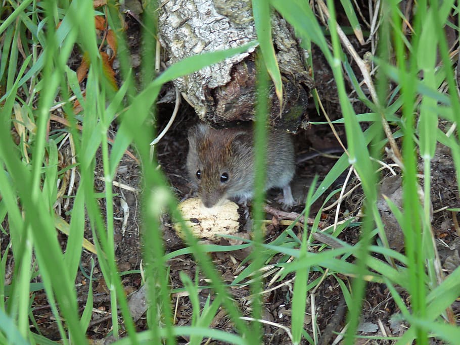 Feldmaus, Maus, Natur, Tierthemen, ein Tier, Tier, Säugetier, Pflanze, Wirbeltier, Tierwelt, keine Leute, Land, Kamera betrachten, Tiere in freier Wildbahn, Porträt, Feld, Tag, Wachstum, selektiver Fokus, katzenartig, Haustiere, draußen, Whisker, 2K