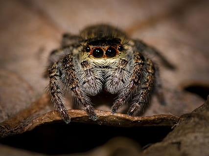 macro photography, jumping, spider, perched, brown, leaf, jumping spider, small spider, close, macro, arachnids, hairy, spider macro, animal, animal themes, one animal, animal wildlife, animals in the wild, arthropod, arachnid, invertebrate, close-up, no people, portrait, insect, nature, looking at camera, animal body part, eye, outdoors, animal eye, 2K, CC0, public domain, royalty free