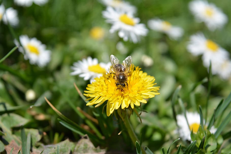 forår, blomst, flor, blomst, bi, blomstre, bi, pollen, gul, eng, græs, insekt, kronblad, skrøbelighed, blomstrende plante, hvirvelløse, plante, dyre temaer, skønhed i naturen, sårbarhed, et dyr, dyr, dyreliv, friskhed, vækst, dyr i naturen, blomsterhoved, tæt på, bestøvning, ingen mennesker, udendørs, 5K