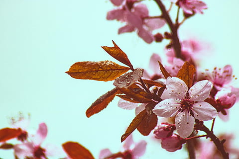 faggio di rame, primavera, fioritura, albero, ramo, faggio, colore, le foglie, albero deciduo, natura, fragilità, pianta, fiore, pianta fiorita, vulnerabilità, bellezza nella natura, freschezza, crescita, avvicinamento, petalo, concentrarsi sulle conoscenze acquisite, fiorire, colore rosa, nessuno, giorno, testa di fiore, infiorescenza, polline, all'aperto, fiore di ciliegio, ciliegio, viola, 5K, CC0, dominio pubblico, privo di copyright