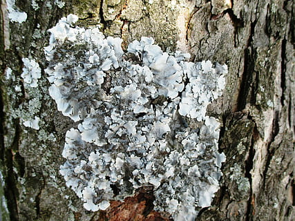 lichen, træ, stamme, bark, plante, bagagerum, træstamme, tæt på, vækst, tekstureret, dag, natur, ingen mennesker, skønhed i naturen, hvid farve, blomst, udendørs, ru, blomstrende plante, sårbarhed, skrøbelighed, fuld ramme, forår, 4K, CC0, offentligt domæne, royaltyfrie