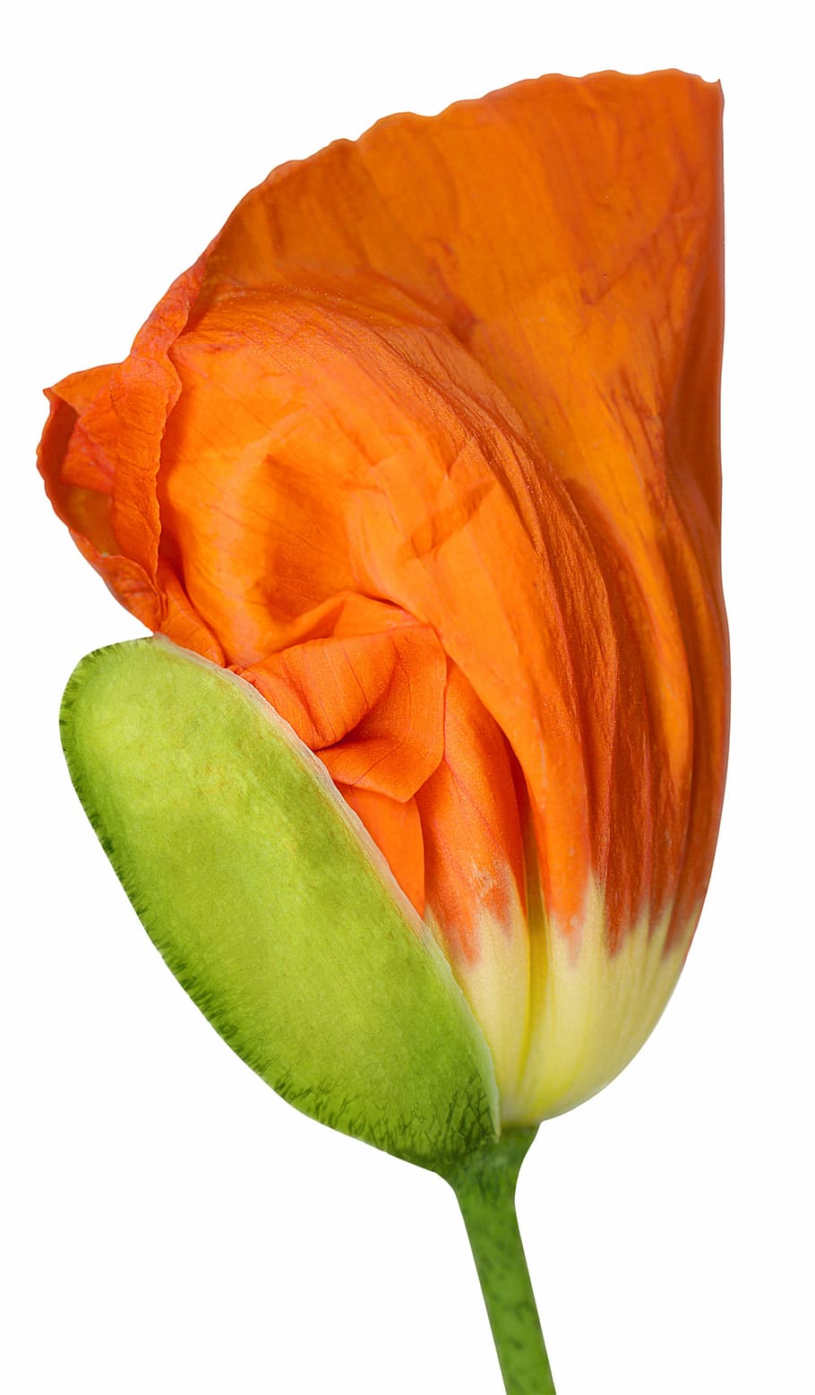 otwarcie, przycisk, MAK, kwiat, Natura, odosobniony, płatek, roślina, kwiaty, tulipan, głowa kwiatu, białe tło, pojedynczy kwiat, zbliżenie, studio strzał, świeżość, odetnij, piękno natury, roślina kwitnąca, żadnych ludzi, pojedynczy obiekt, Róża, wewnątrz, zielony kolor, kwiat róży, wrażliwość, kruchość, 5K