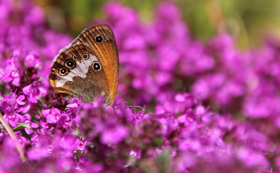 sommerfugl, offentligt rekord, sommerfugl, offentlig journal, et dyr, sommerfugl - insekt, lilla, dyreliv, blomst, dyre temaer, skønhed i naturen, plante, blomstrende plante, dyr i naturen, dyr, tæt på, hvirvelløse, insekt, skrøbelighed, natur, dyrefløj, sårbarhed, kronblad, friskhed, blomsterhoved, ingen mennesker, bestøvning, 4K