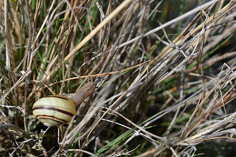 Muschel, Schnecke, klettern, Bugs, Gras, Sommer-, Herbst, Natur, Gastropode, Tierwelt, Tierthemen, Weichtier, Schale, ein Tier, Tier, Tiere in freier Wildbahn, Tierhülle, Nahansicht, Tag, keine Leute, Pflanze, wirbellos, Land, selektiver Fokus, Baum, Fokus auf den Vordergrund, draußen, 4K, CC0, gemeinfrei, lizenzfrei
