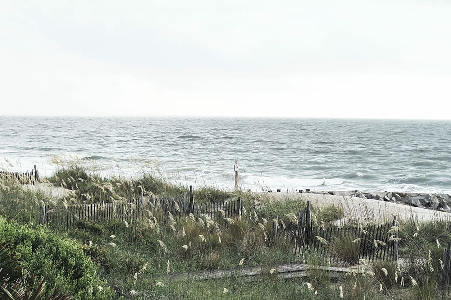 verd, camp de gespa, cos, aigua, gespa verda, cos d'aigua, platja, herba, gris, plantes, mar, onades, blanc, naturalesa, cap gent, paisatge, escenics, a l'aire lliure, cel, línia de costa, imatge en color, paisatges, horitzó sobre l’aigua, horitzó, escenics - natura, terra, tranquil·litat, bellesa a la natura, planta, escena tranquil·la, dia, creixement, sorra, cel clar, herba de marram, herba de Timoteu, 4K