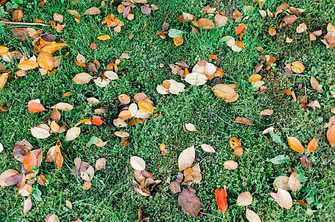 gefallen, Blätter, Gras, gefallene Blätter, Natur, Blatt, Herbst, draußen, Jahreszeit, Gelb, Pflanze, grüne Farbe, rot, keine Leute, Farbbild, Park - menschgemachter Raum, Wachstum, Tag, Pflanzenteil, Land, Feld, fallen, Schönheit in der Natur, High Angle View, trocken, Veränderung, Nahansicht, natürlicher Zustand, 4K, CC0, gemeinfrei, lizenzfrei