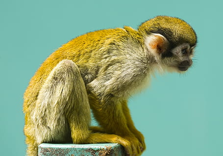 monkey, squirrel, primate, mammal, wildlife, nature, sitting, small, looking, furry, tropical, animal, animal themes, animal wildlife, one animal, colored background, studio shot, no people, vertebrate, animals in the wild, close-up, indoors, rodent, side view, holding, blue, hair, green background, blue background, profile view, 1080P, CC0, public domain, royalty free