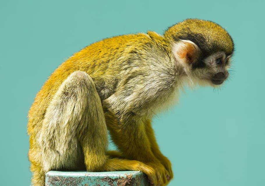 mico, esquirol, primat, mamífer, vida salvatge, naturalesa, assegut, petit, mirant, pelut, tropical, animal, temes d'animals, fauna animal, un animal, fons de colors, tir de l'estudi, cap gent, vertebrats, animals a la natura, primer pla, a l'interior, rosegador, vista lateral, celebració, blau, cabell, fons verd, fons blau, vista del perfil, 1080P