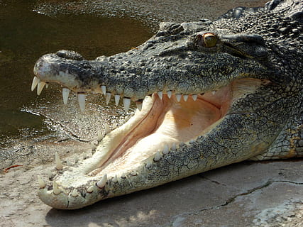 krokodille, firben, rovdyr, tand, fod, køling, kolde blodede dyr, krybdyr, dyr, dyreliv, kødædende, dyre tænder, natur, fare, alligator, dyr i naturen, dyre mund, dyre temaer, et dyr, munden åben, mund, dyr kropsdel, vand, dyr hoved, tæt på, ingen mennesker, hvirveldyr, skilt, hav, udendørs, aggression, marine, ildevarslende, 1080P, CC0, offentligt domæne, royaltyfrie