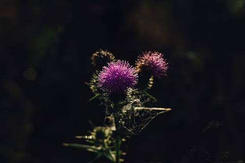 natur, baggrund, modhager, flor, blomstre, botanik, knop, tæt på, farve, dug, dråbe, dråber, Mark, flora, blomster, blomst, grøn, blomstrende plante, friskhed, plante, tidsel, skønhed i naturen, skrøbelighed, blomsterhoved, lilla, sårbarhed, blomsterstand, ingen mennesker, vækst, kronblad, fokus på forgrunden, udendørs, udyrkede, urt, 4K, CC0, offentligt domæne, royaltyfrie