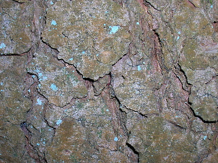puun kuori, lähikuva, halkeamia, koko kehys, taustat, ei ihmisiä, vankka, kuvioitu, rock, rock - esine, päivä, karkea, luonto, ulkona, kivimuodostelma, haalistua, geologia, säröillä, kuvio, ruskea, seinänrakennusominaisuus, rakennettu rakenne, kuiva ilmasto, 1080P, CC0, public domain, rojaltivapaa