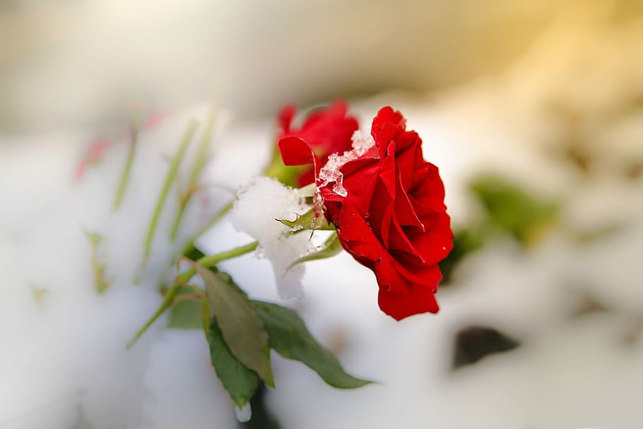 selectiu, focalitzar la fotografia, vermell, rosa, neu, flor, fred, gelades, sobreviure, naturalesa, full, bonic, planta, gota de pluja, rosenblatt, planta amb flors, bellesa a la natura, flor de roses, frescor, pètal, primer pla, cap de flor, fragilitat, inflorescència, part de la planta, vulnerabilitat, cap gent, a l'aire lliure, primavera, bouquet, 1080P