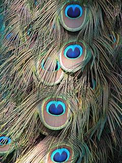 Pfau, Gefieder, Hintergrund, Muster, Formen, Entwürfe, Grün, Vogel, bunt, Schwanz, Natur, Farbe, Blau, Feder, exotisch, schließen, Deko, Dekoration, elegant, Geflügel, Fasan, künstlerisch, Pfauenfeder, keine Leute, Nahansicht, mehrfarbig, Tier, Tierthemen, drinnen, Tag, Stillleben, Weichheit, Vollbild, Tierwelt, Wirbeltier, 2K, CC0, gemeinfrei, lizenzfrei