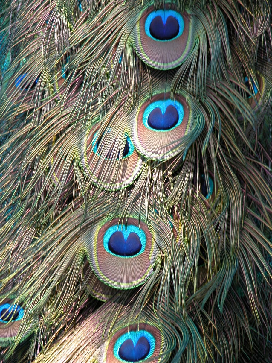 Pfau, Gefieder, Hintergrund, Muster, Formen, Entwürfe, Grün, Vogel, bunt, Schwanz, Natur, Farbe, Blau, Feder, exotisch, schließen, Deko, Dekoration, elegant, Geflügel, Fasan, künstlerisch, Pfauenfeder, keine Leute, Nahansicht, mehrfarbig, Tier, Tierthemen, drinnen, Tag, Stillleben, Weichheit, Vollbild, Tierwelt, Wirbeltier, 2K