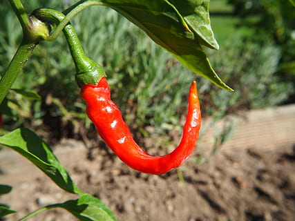 Chili, Pfeffer, Scharf, rot, würzen, Lebensmittel, Jahreszeit, Schoten, roter Pfeffer, Pfefferernte, feurig, Peperoni, Chili-Pfeffer, Lächeln, Gemüse, Nahansicht, keine Leute, Pflanze, rote Chilischote, grüne Farbe, Essen und Trinken, Tag, Natur, Wachstum, Frische, Pflanzenteil, selektiver Fokus, Blatt, Fokus auf den Vordergrund, 4K, CC0, gemeinfrei, lizenzfrei