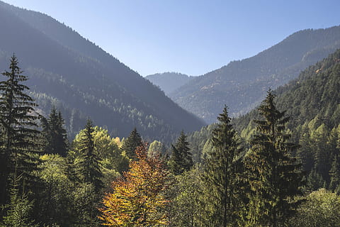 hoch, Winkelsicht, Kiefern, Landschaftsfotografie, Bergschlucht, Baum, Berg, Wald, Tal, Hügel, Holz, Landschaft, alp, Wolke, draussen, Himmel, alpin, bestehen, Angebot, Pflanze, Schönheit in der Natur, Szenen - Natur, ruhige Szene, Ruhe, Land, Wachstum, Umgebung, Natur, Nicht-städtische Szene, keine Leute, Kiefer, Nadelbaum, Tag, Gebirge, Kiefernwald, draußen, Veränderung, 5K, CC0, gemeinfrei, lizenzfrei