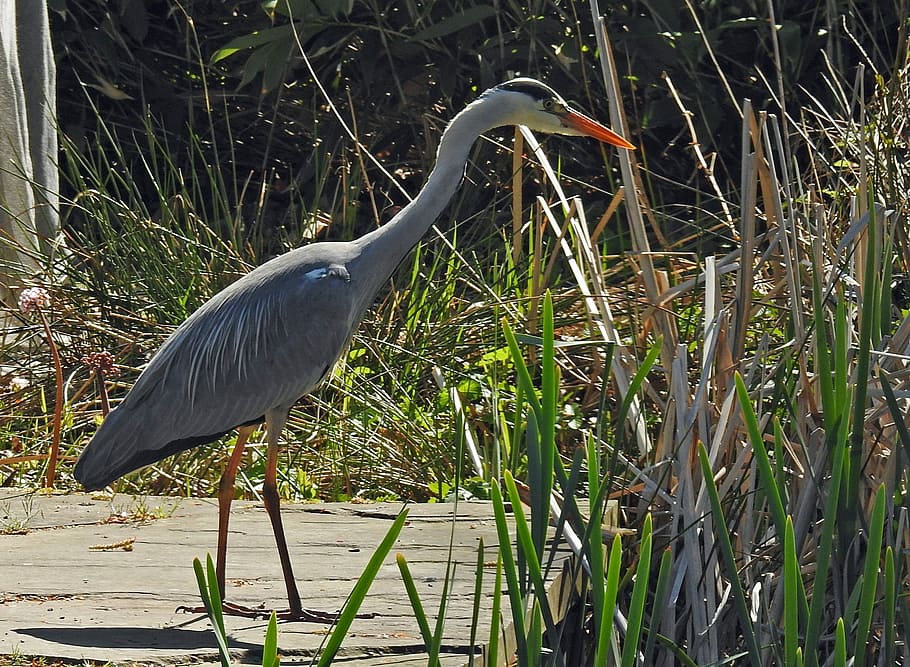 peix, menjar, Garza gris, oriental, garza, menjar de peix, intervenció, fotografia de fauna salvatge, ocell, factura, fauna animal, animals a la natura, un animal, temes d'animals, animal, vertebrats, planta, naturalesa, ocell aquàtic, dia, herba, cap gent, a l'aire lliure, creixement, vista lateral, bec, terra, coll d'animals, 1080P