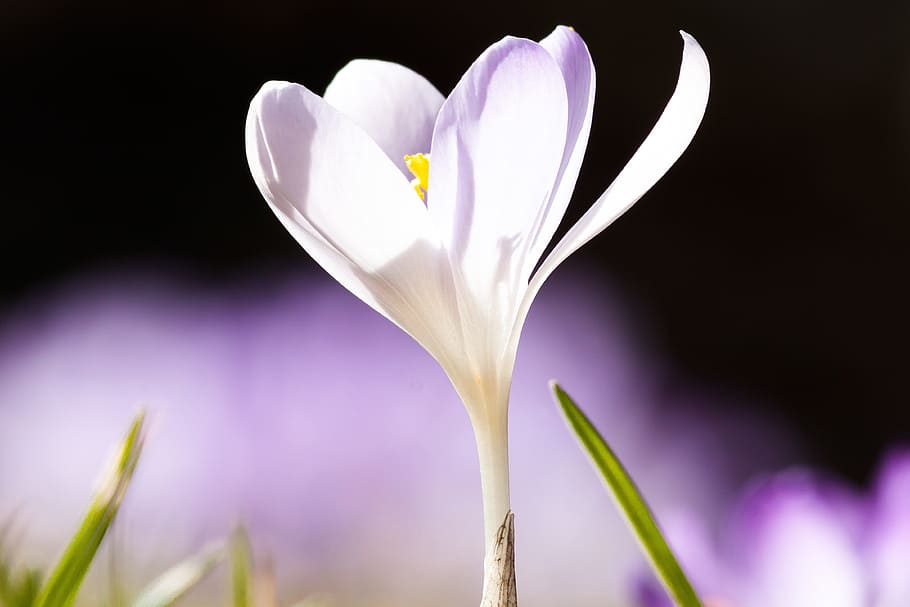 primavera, safrà, schwertlilie gewaechs, safrà de primavera, flor, florir, flora, naturalesa, violeta, porpra, flors, lenz, frühlingsanfang, el començament de la primavera, despertar de primavera, macro, crocus candidus, espècies silvestres, planta amb flors, frescor, bellesa a la natura, planta, fragilitat, pètal, vulnerabilitat, primer pla, cap de flor, inflorescència, cap gent, creixement, tir de l'estudi, Color blanc, color rosa, suavitat, iris, fons negre, dia de Sant Valentí: vacances, 4K