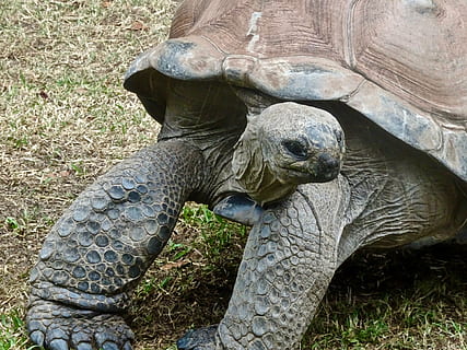 tortuga, lent, gran, gegant, amfibi, shell, en perill d’extinció, vell, natural, animal, temes d'animals, rèptil, fauna animal, animals a la natura, un animal, vertebrats, dia, cap gent, naturalesa, camp, primer pla, terra, vista d’angle alt, a l'aire lliure, closca d’animals, planta, cap d’animals, closca de tortuga, 4K, CC0, domini públic, lliure de regalies