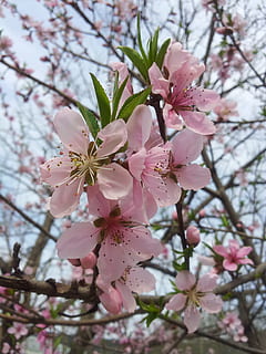 kopiere, blomst, vår, fersken, kopier blomst, blomstre, våren, kirsebærblomst, skjørhet, rosa farge, anlegg, blomstrende plante, friskhet, vekst, sårbarhet, skjønnhet i naturen, tre, petal, gren, nærbilde, dag, inflorescence, natur, pollen, blomsterhodet, ingen folk, kirsebærtre, utendørs, 2K, CC0, offentlig domene, opphavsrett gratis