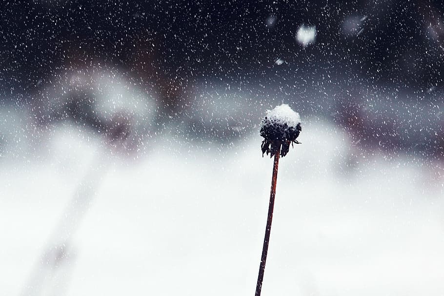 pianta nera, fiore, la neve, inverno, bianca, invernale, freddo, natura, giardino, nevoso, sogno invernale, pianta, magia invernale, paesaggio, temperatura fredda, all'aperto, nevicando, fiocco di neve, nessuno, giorno, avvicinamento, bellezza nella natura, cielo, scenics - natura, movimento, Inquadratura dal basso, albero, ambiente, sport, tempo estremo, evento, tempesta, albero di conifere, bufera di neve, 2K