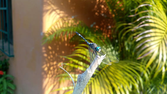 libellula, libelula blu, un animale, temi animali, animali allo stato selvatico, natura, giorno, all'aperto, animale, fauna selvatica, pianta, colore verde, vertebrato, avvicinamento, concentrarsi sulle conoscenze acquisite, albero, nessuno, bellezza nella natura, messa a fuoco selettiva, crescita, uccello, insetto, foglia di palma, 5K, CC0, dominio pubblico, privo di copyright