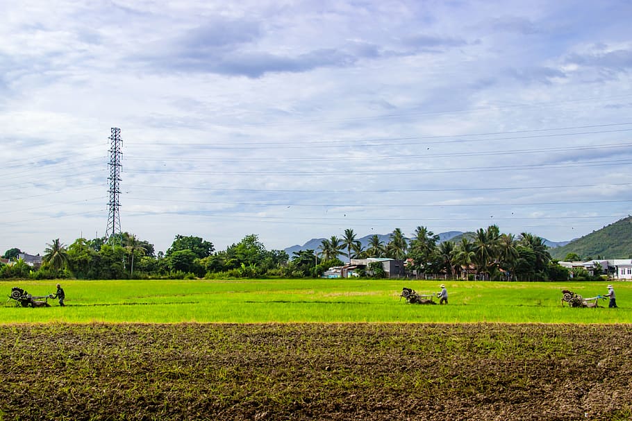 agut, coloració, tempesta, la meva ciutat natal, casa, pàgina, escriure, masculí, planta, paisatge, camp, arbre, cel, terra, agricultura, medi ambient, color verd, escena rural, naturalesa, creixement, escenics - natura, dia, herba, granja, bellesa a la natura, cap gent, núvol - cel, escena tranquil·la, a l'aire lliure, 4K