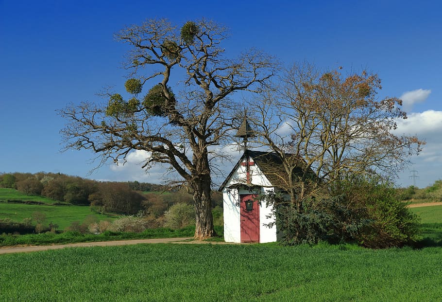 capella, eifel, capella del costat del camí, capella d'Anthony, petita església, nideggen, planta, arbre, camp, arquitectura, estructura construïda, cel, exterior de l'edifici, terra, paisatge, herba, edifici, naturalesa, religió, cap gent, escena rural, dia, medi ambient, creença, color verd, a l'aire lliure, 5K