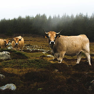 ardèche, putih, kambing, coklat, lumpur, sapi, rumput, pohon, hutan, termasuk keluarga sapi, hewan, mamalia, tema binatang, binatang lokal, ternak, sekelompok binatang, bertulang belakang, lokal, hewan peliharaan, menanam, tanah, bidang, tidak ada orang, alam, hari, ternak domestik, herbivora, di luar rumah, 2K, CC0, domain publik, bebas royalti