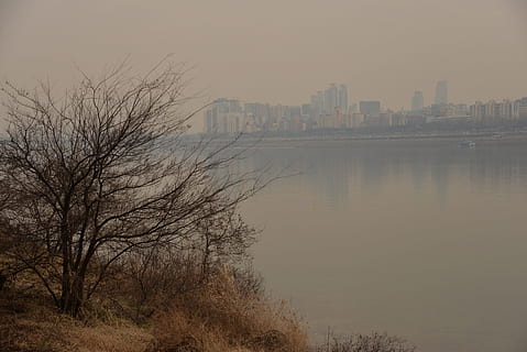 madera, por el rio, árbol, agua, arquitectura, estructura construida, cielo, exterior del edificio, ciudad, árbol desnudo, nadie, naturaleza, edificio, río, paisaje, planta, frente al mar, al aire libre, tranquilidad, puesta de sol, horizonte urbano, edificio de oficinas exterior, rascacielos, paisaje urbano, 5K, CC0, dominio público, libre de derechos