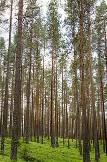 foresta, tronchi, verticale, dritto, alberi, legna, verde, natura, ambiente, crescita, abbaiare, conifera, all'aperto, aghi, albero, bosco, colore verde, pianta, terra, la tranquillità, tronco, tronco d'albero, bellezza nella natura, scena tranquilla, scena non urbana, scenics - natura, Inquadratura dal basso, giorno, nessuno, idilliaco, Pino, bosco di pini, albero di conifere, bambù - pianta, 5K, CC0, dominio pubblico, privo di copyright