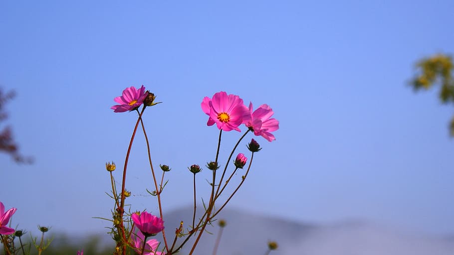klitschko, sigui o no, k, naturalesa, estiu, planta, flor, a l'aire lliure, temporada, flor del cosmos, planta amb flors, bellesa a la natura, frescor, color rosa, fragilitat, vulnerabilitat, pètal, primer pla, blau, cel, cel clar, creixement, centrar-se en primer pla, cap de flor, cap gent, inflorescència, còpia espai, primavera, arranjament floral, sepal, 1080P